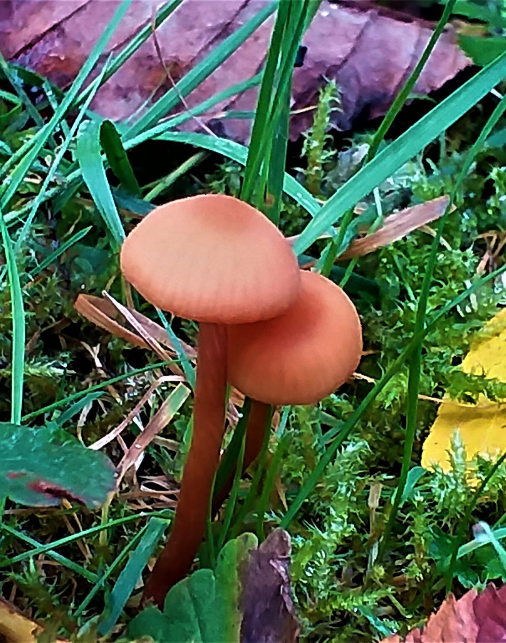 20201018_121025 (3)
