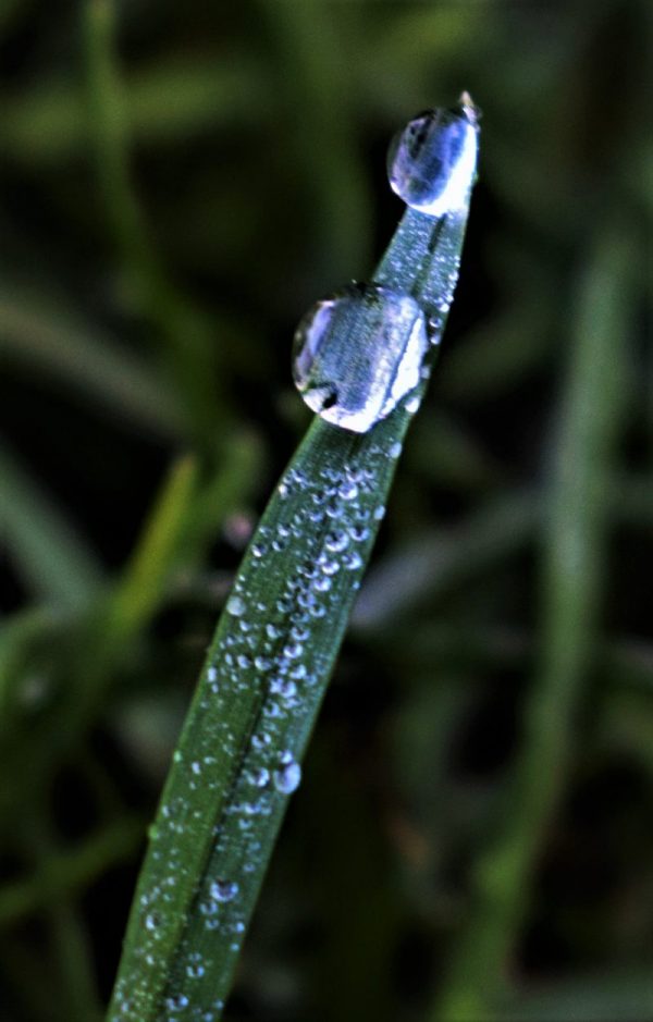 DSC_0137 (3)