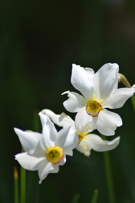 NDSC_0395
